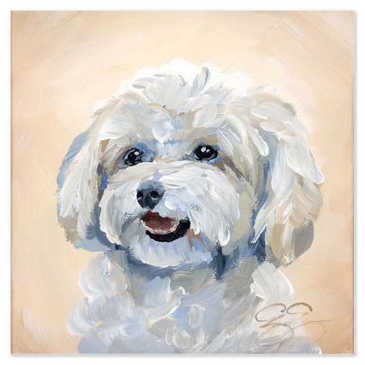 Maltese/Maltipoo, a fine art print on paper