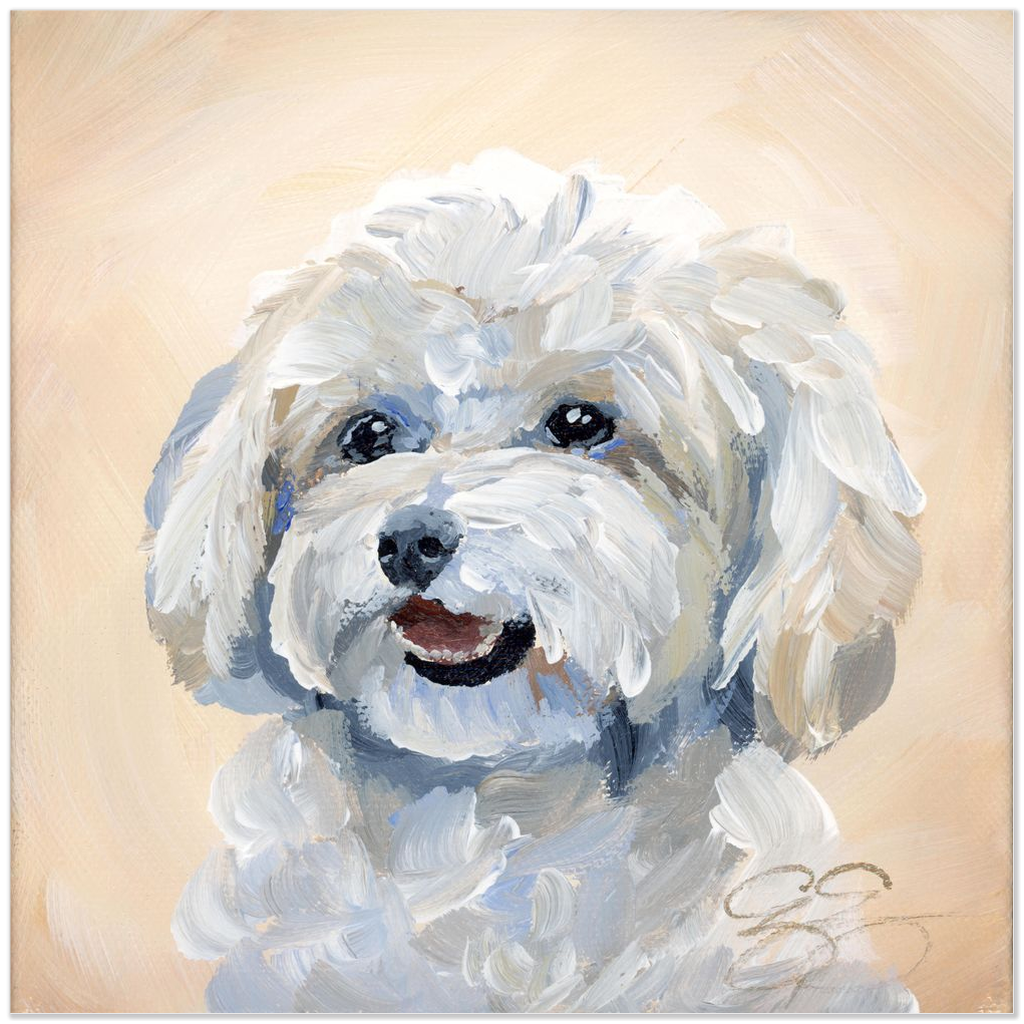 Maltese/Maltipoo, a fine art print on paper